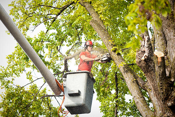 Trusted Oconomowoc, WI Tree Services Experts